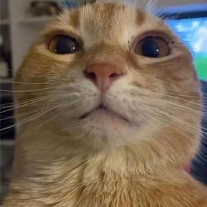 Meet your Posher, Maddie